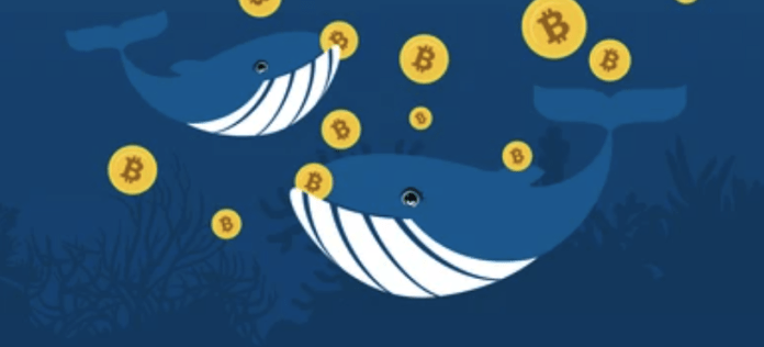Số lượng cá voi Bitcoin chạm mức thấp nhất kể từ 2019 dù giá BTC đang tăng